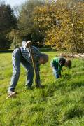 bollen planten